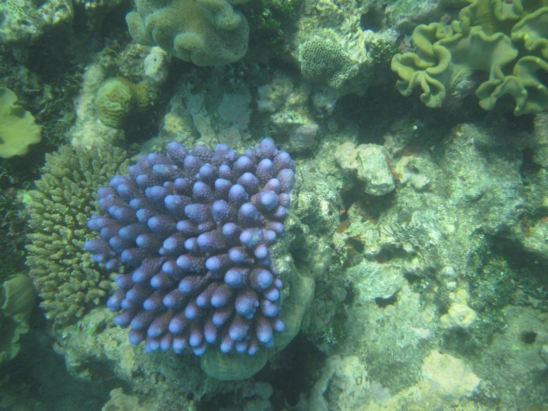 Blue Coral