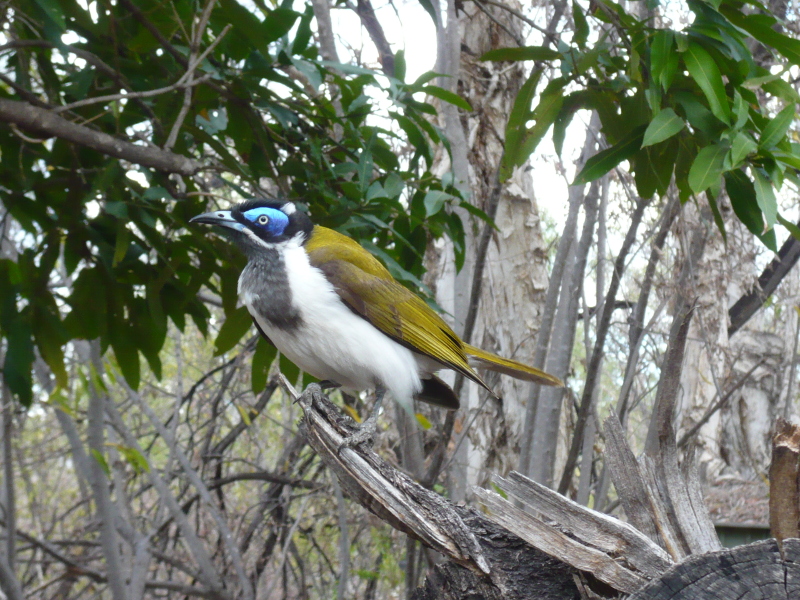 Blue-Faced Honeyeater