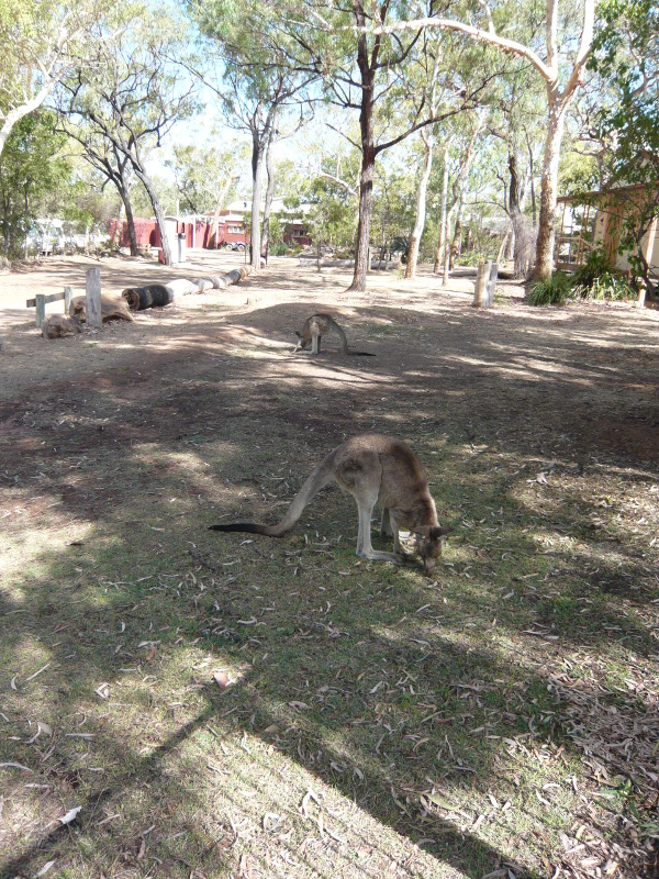 Kangaroos