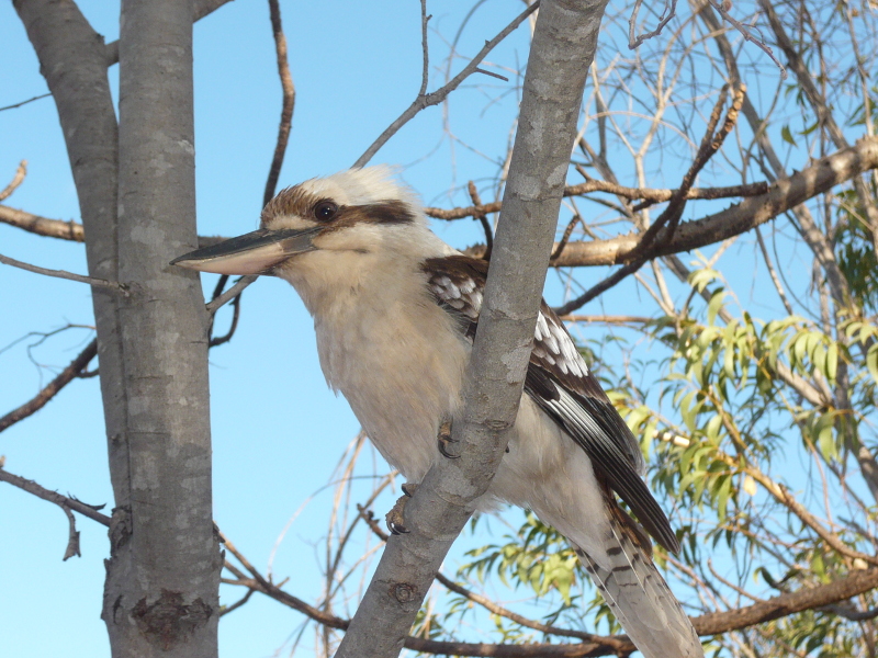 Cookaburra