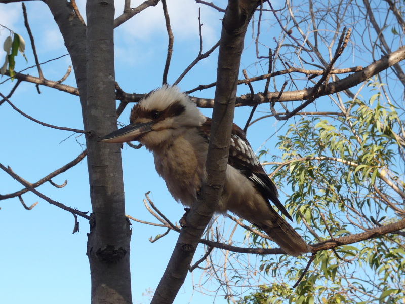 Another Cookaburra