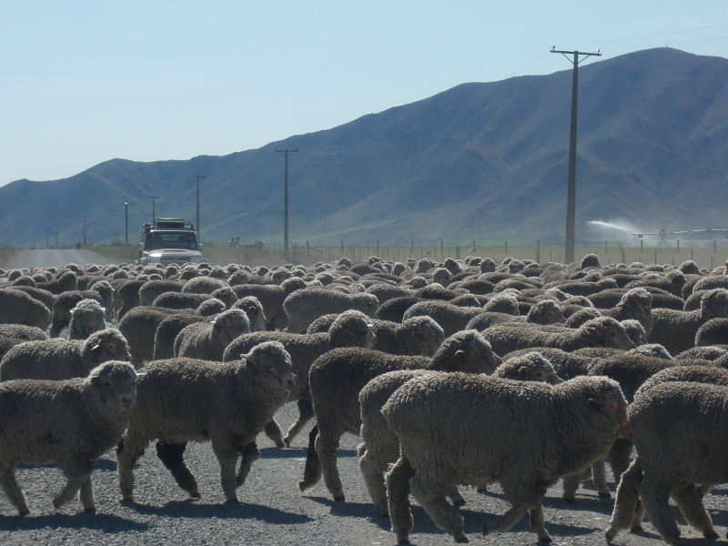 Sheep on the road