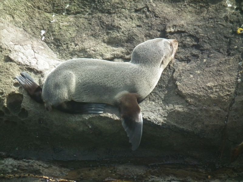 Seal pup