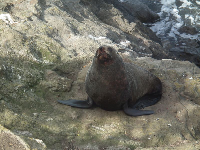 Seal