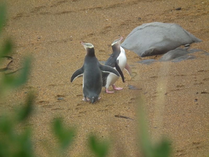 Yellow Eyed Penguins