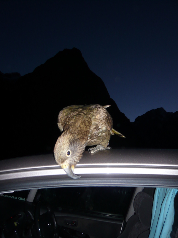 Kea on roof of car