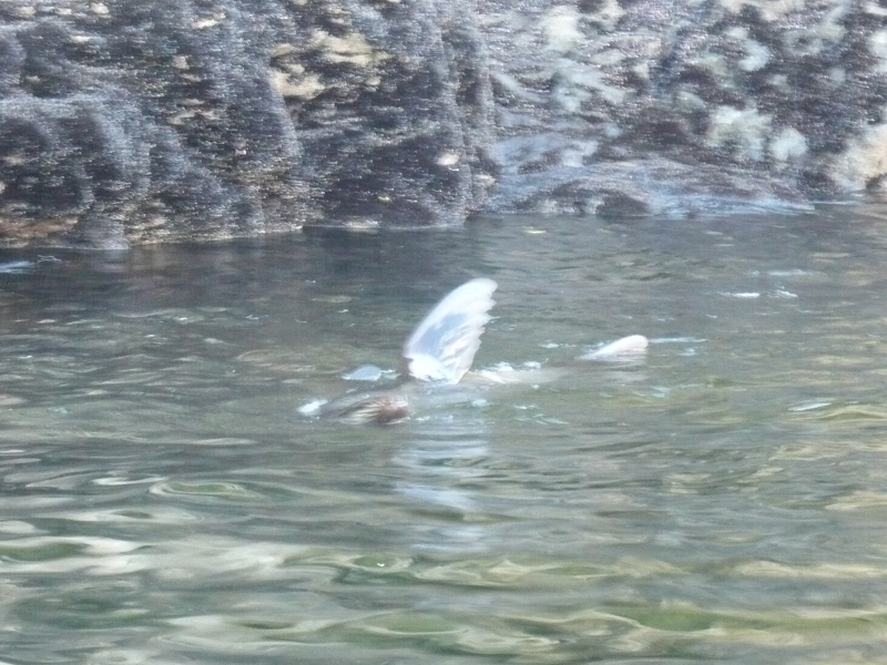 Seals playing