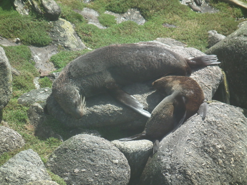 2 seals