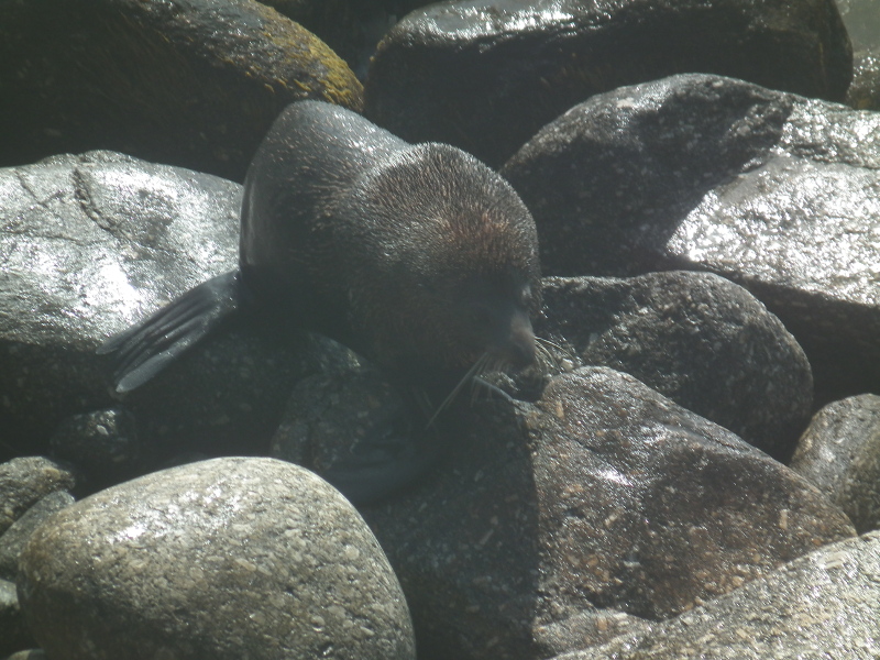 seal on rocks