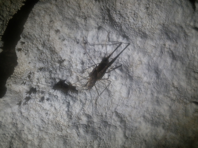 Cave Weta