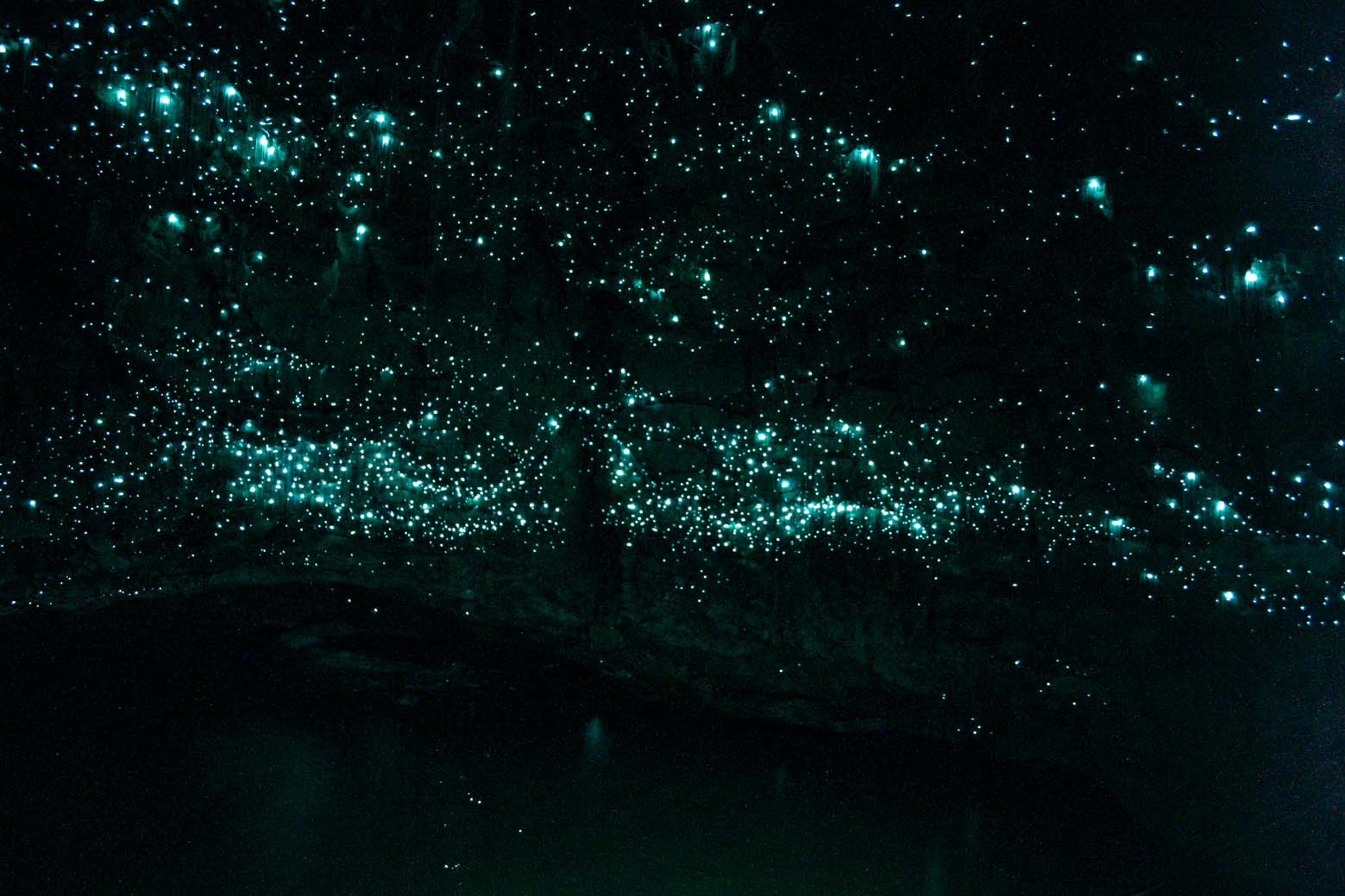 Glowworms