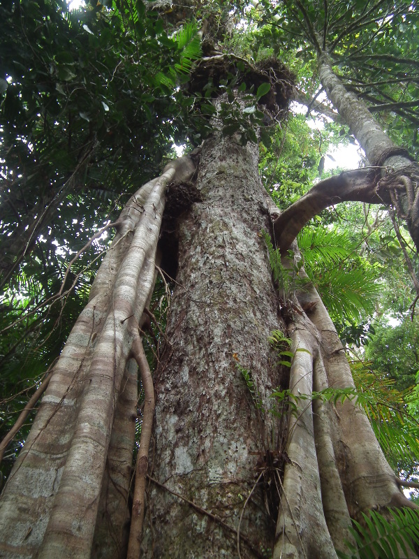 Rainforest tree