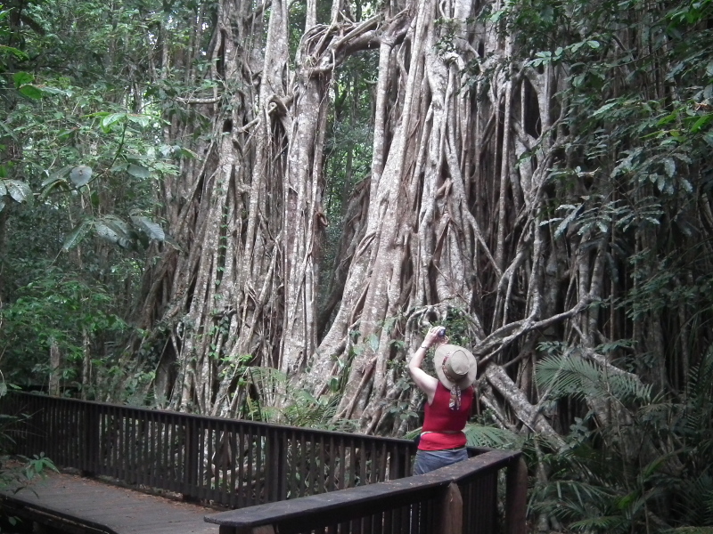 Cathedral Fig Tree