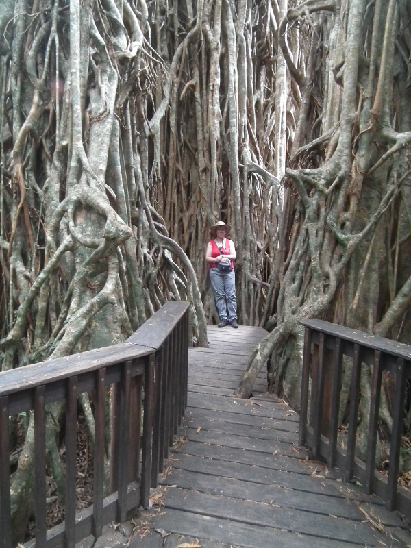 Cathedral Fig Tree