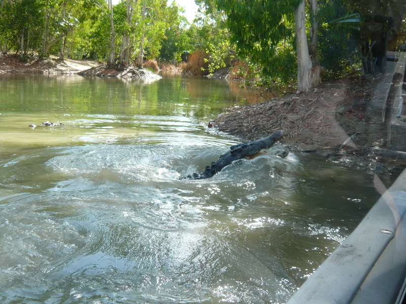 Crocodile